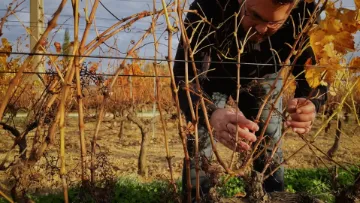 prévenir et lutter contre le mildiou avec les itinéraires agroécologiques : un viticulteur au vignoble